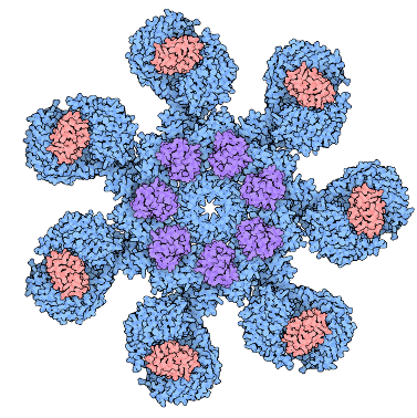 apoptosome