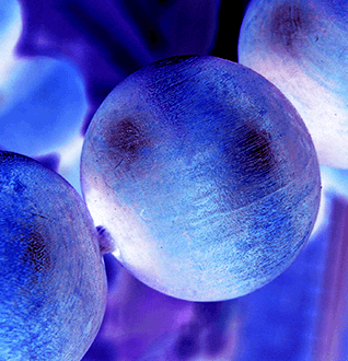 Correlative Microscopy