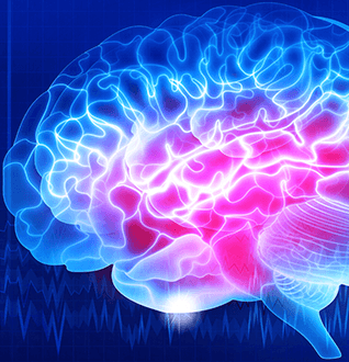Digital Neuroanatomy