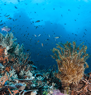 Large-scale Ocean Research