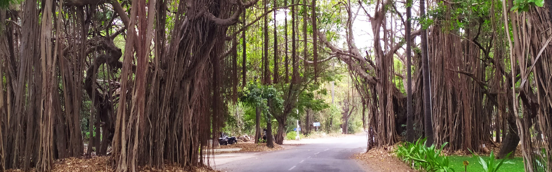 Banyan tree on campus