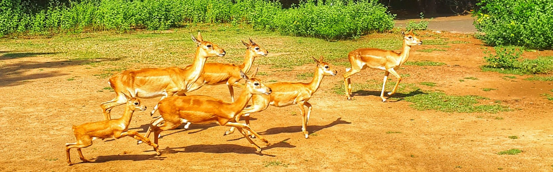 Deer running