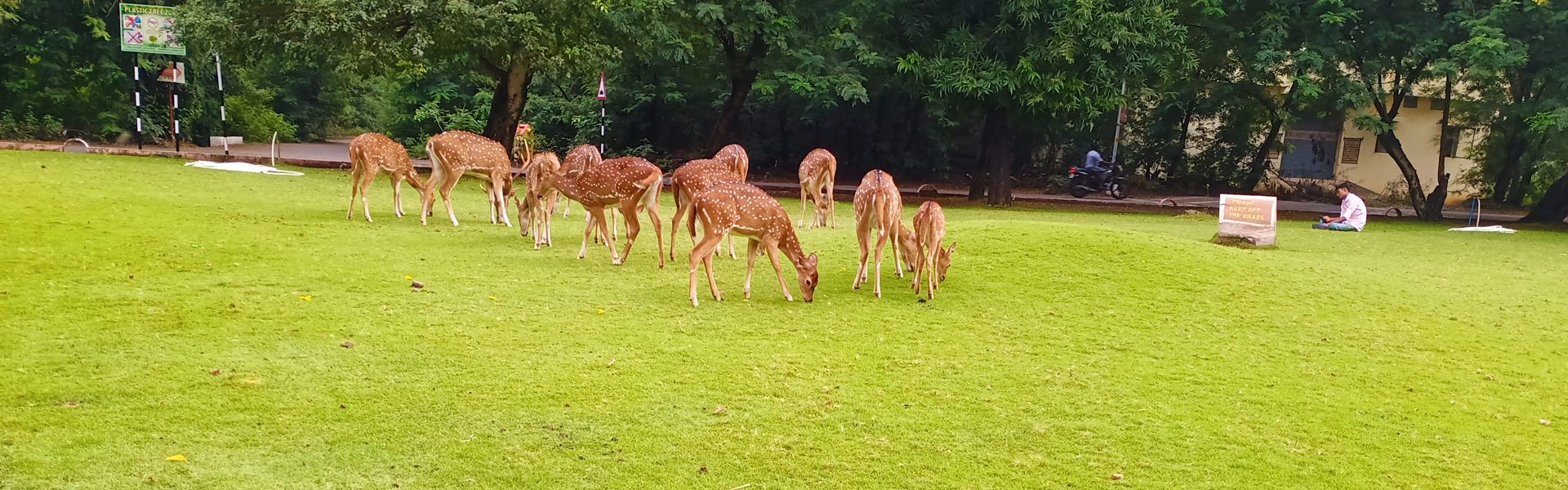 Deer on the lawn