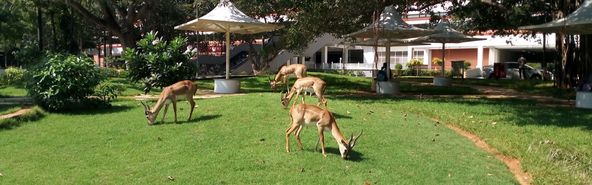 Deer on NAC lawns