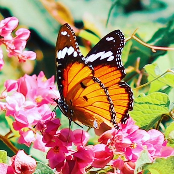 Instigram Photo Gallery