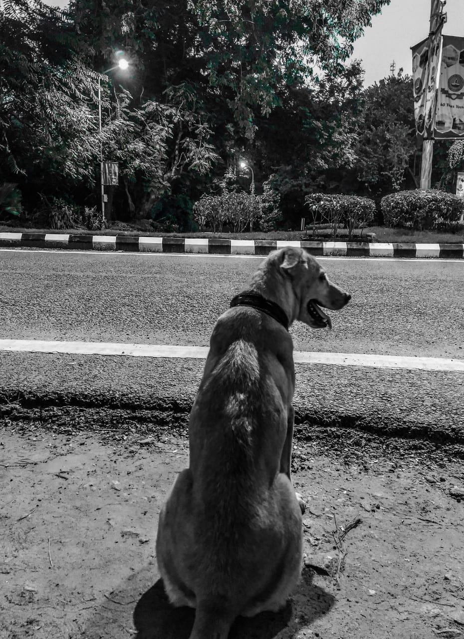 Dog on campus
