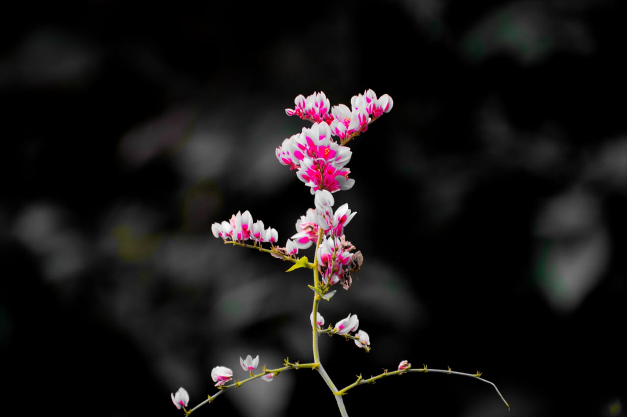 Instigram Photo Gallery