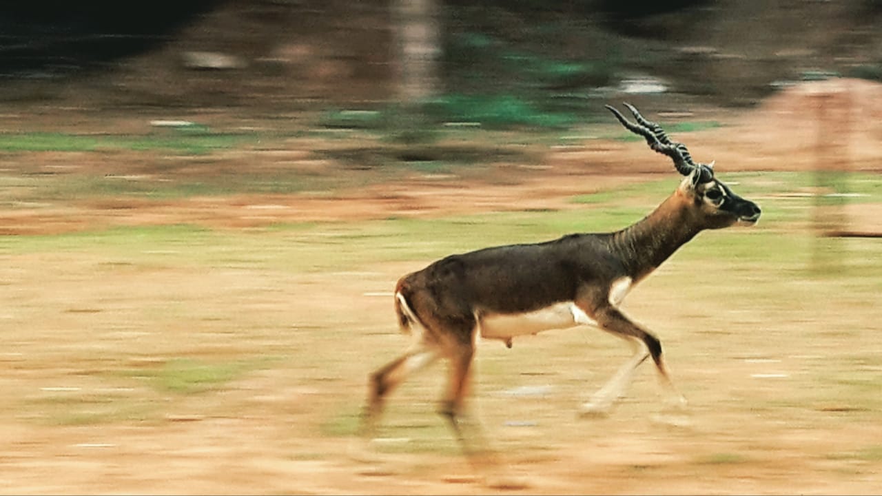 Black buck running in front of Mahanadhi