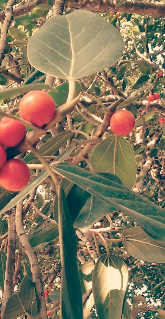 Instigram Photo Gallery