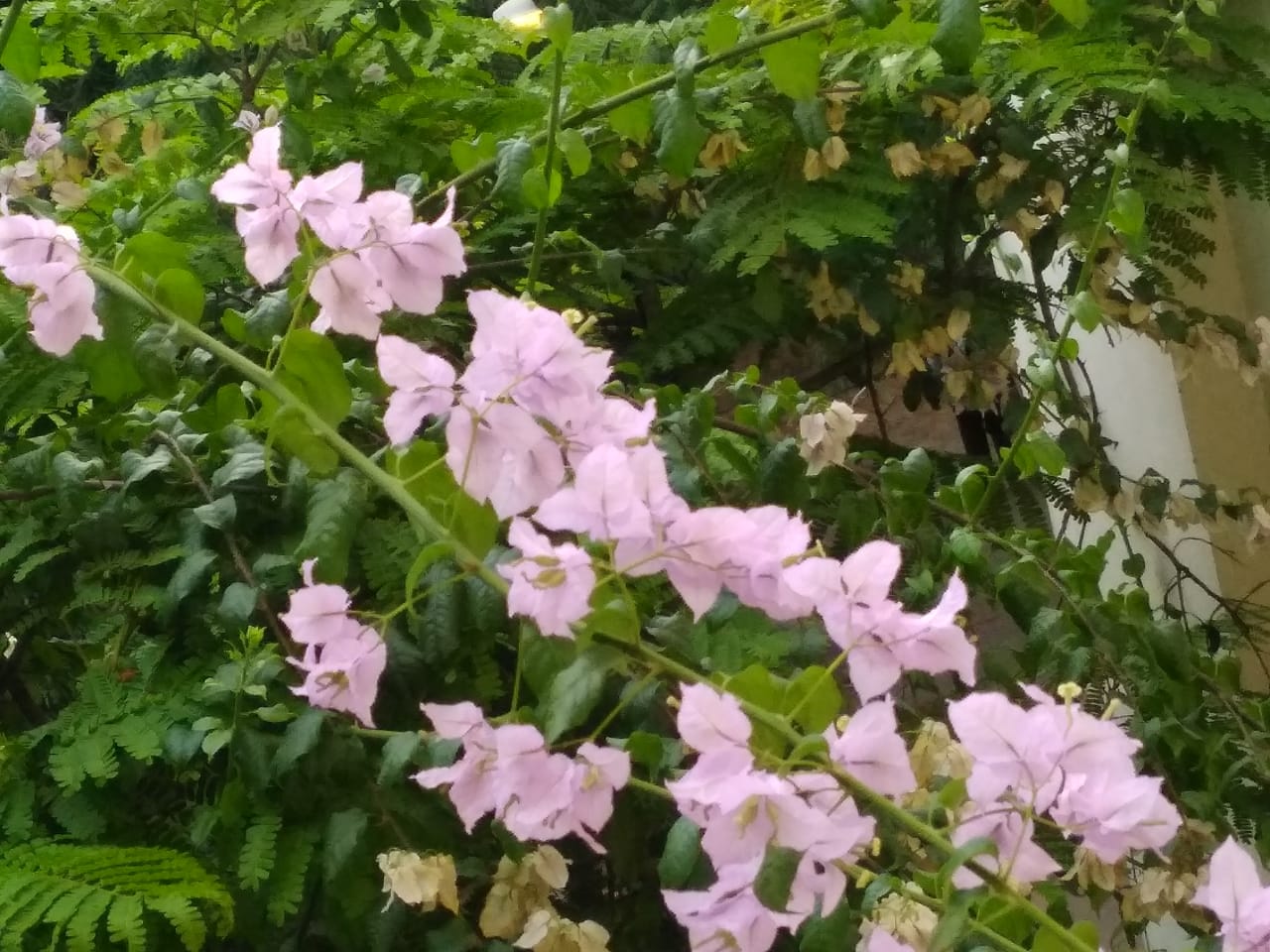 Flowers - When spring leaps on iitm