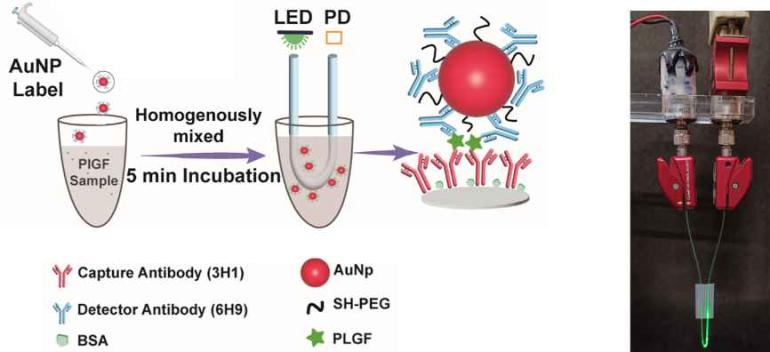 Design and Development of Plasmonic Fiber Optic Biosensor for Pre-eclampsia Biomarker PIGF detection