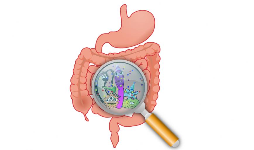 Do you desire good digestion? These small bugs in your gut may help! Do you desire good digestion? These small bugs in your gut may help!