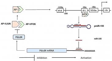 IIT-M researchers show role of microRNA in growth and spread of tongue cancer cells