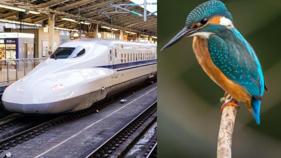 Taking inspiration from nature, IIT-M to start Biomimicry course