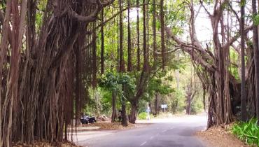 Banyan tree on campus