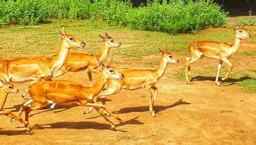 Deer running