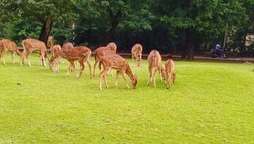 Deer on the lawn