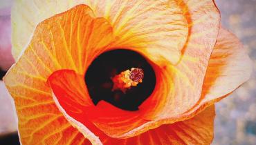 Instigram Photo Gallery
