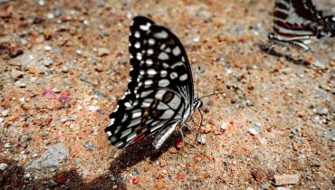 Instigram Photo Gallery