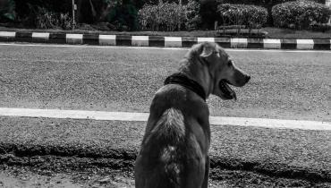 Dog on campus
