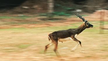 Black buck running in front of Mahanadhi