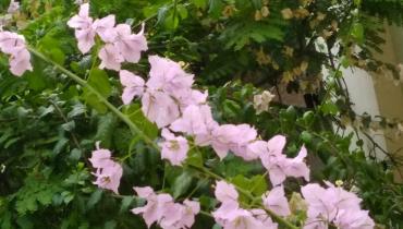 Flowers - When spring leaps on iitm