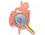 Do you desire good digestion? These small bugs in your gut may help!